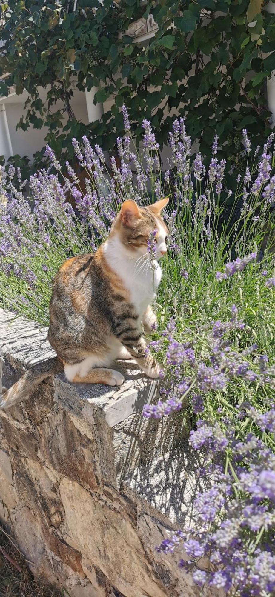 Casa Lavanda - Karin Gornji Gornji Karin Bagian luar foto